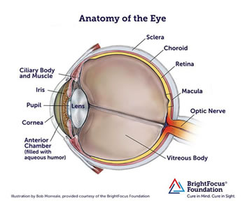 Macular Degeneration Eye