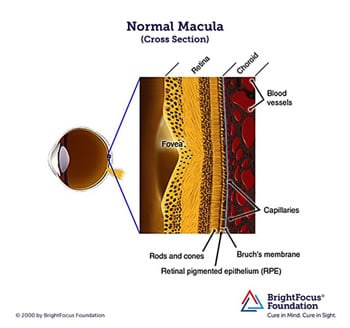Normal Macula